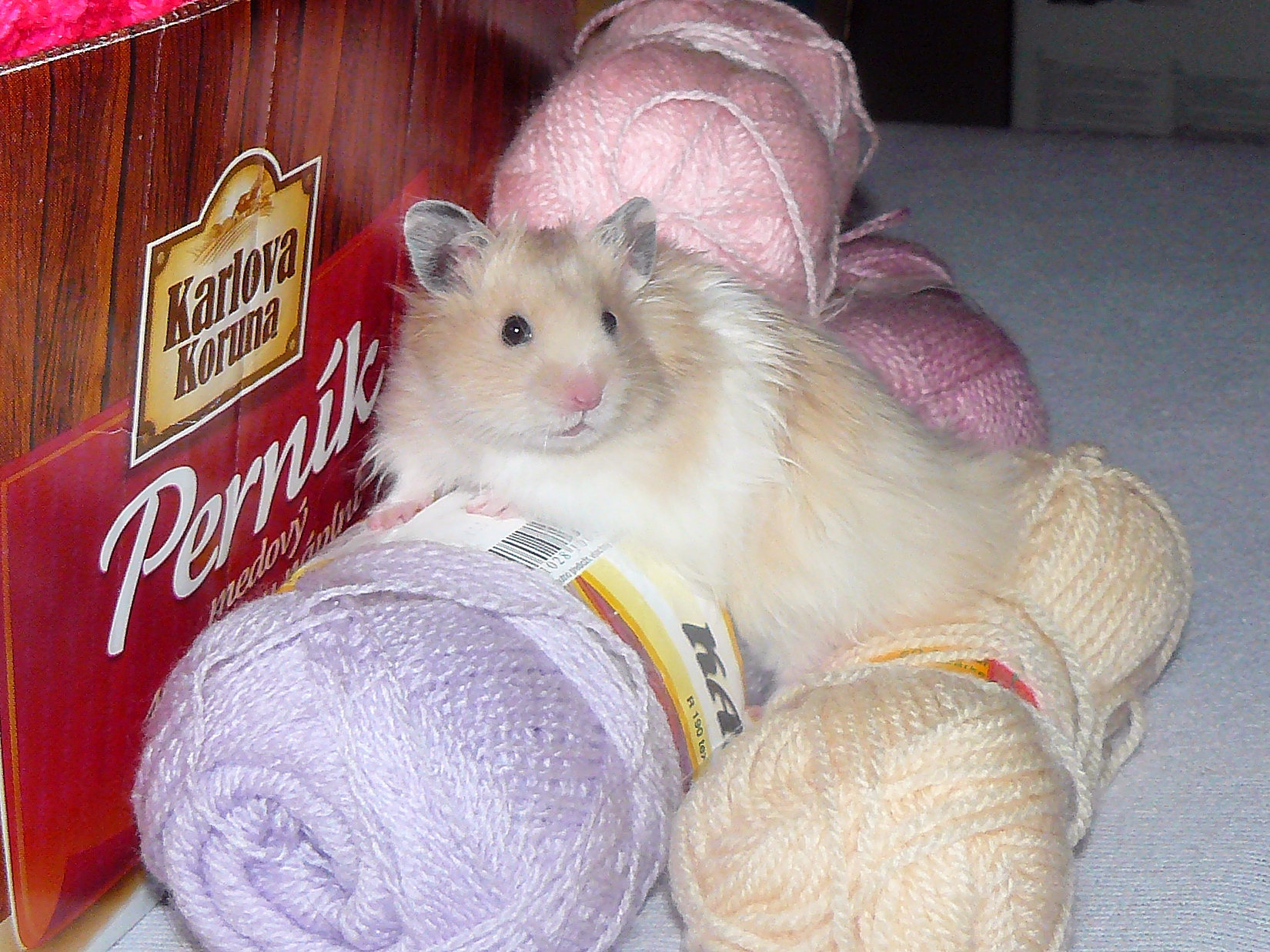 Frankie of Silver Freedom