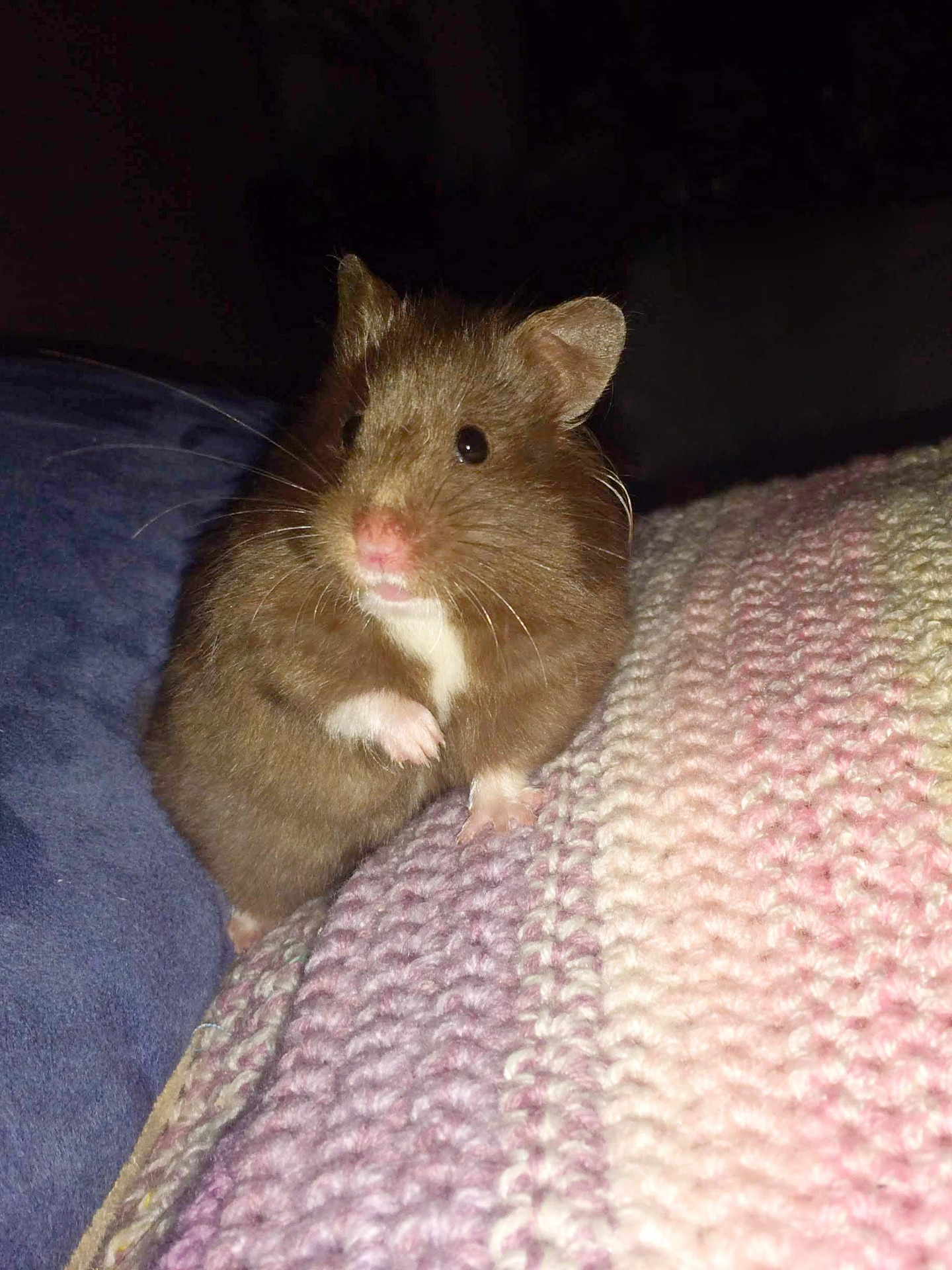 Nugetka Mazlíček z Brna 