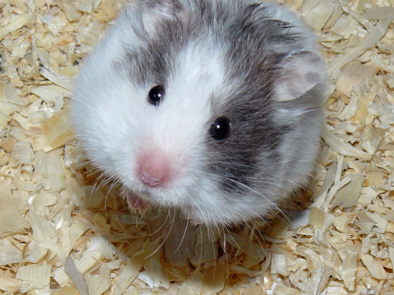 Bounty Mazlíček z Brna