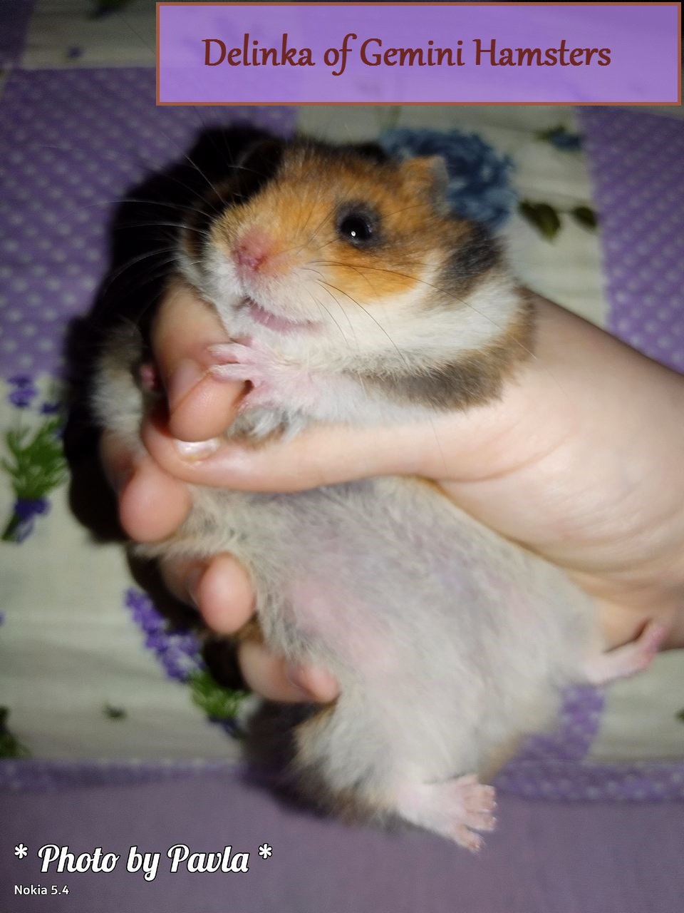 Delinka of Gemini Hamsters