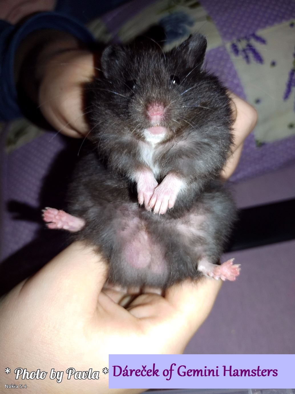 Dáreček of Gemini Hamsters