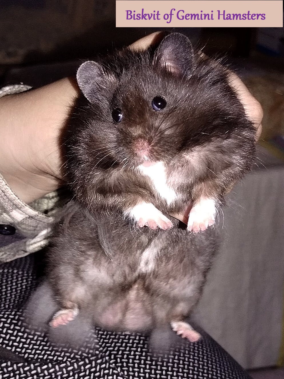 Biskvit of Gemini Hamsters