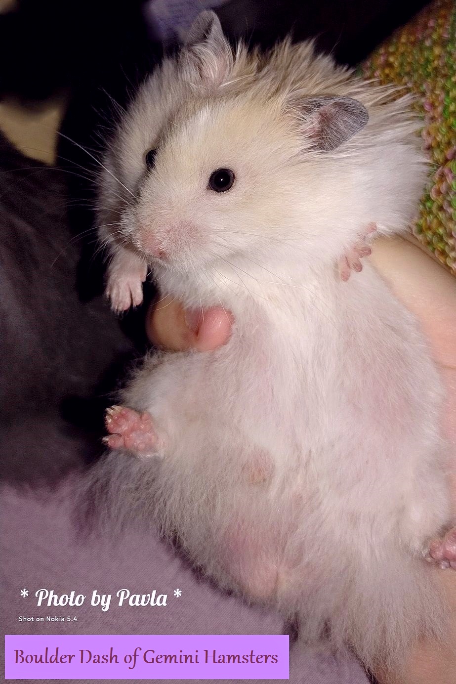 Boulder Dash of Gemini Hamsters