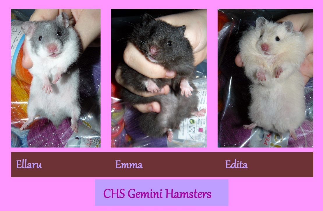 Ellaru of Gemini Hamsters