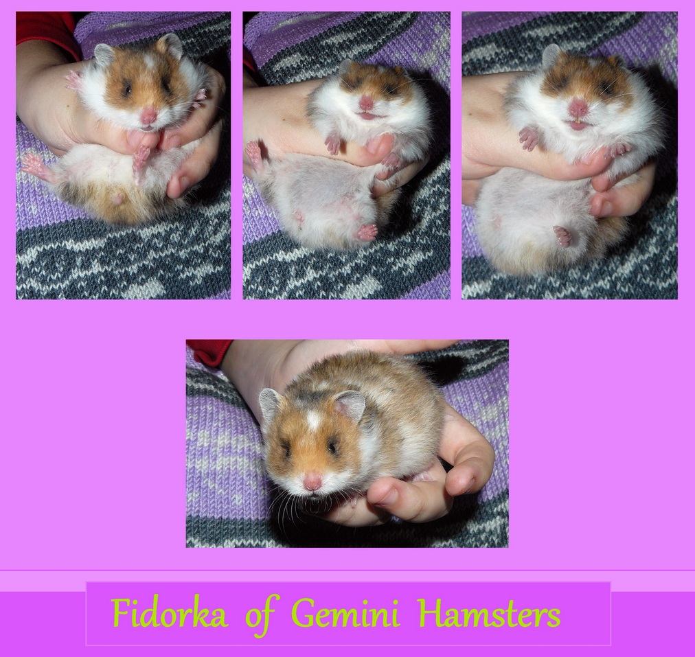 Fidorka of Gemini Hamsters