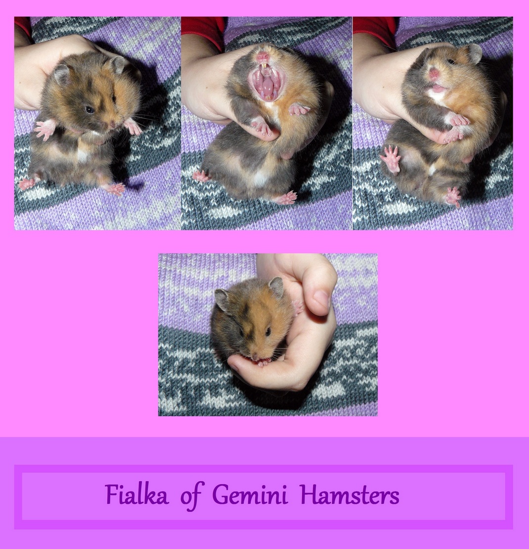 Fialka of Gemini Hamsters