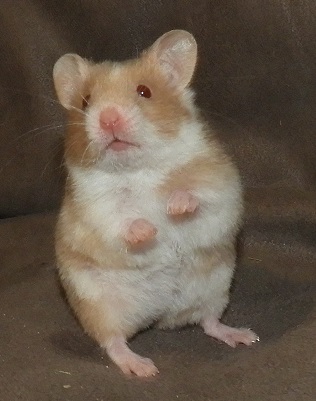 Rosemary Mazlíček z Brna