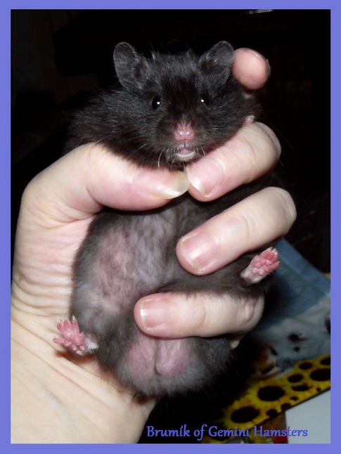 Brumík of Gemini Hamsters