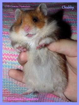 Chubby of Gemini Hamsters