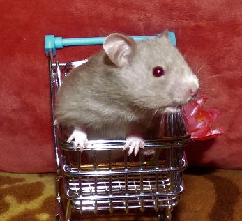 Yasmínek z Oříšku