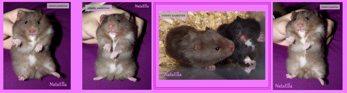 NataElla of Gemini Hamsters