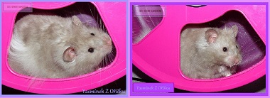 Yasmínek z Oříšku