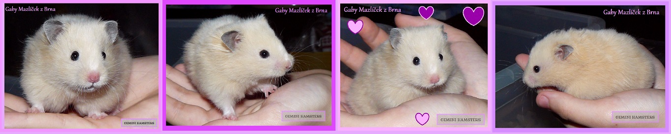 Gaby Mazlíček z Brna