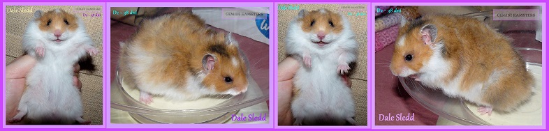 Dale Sledd of Gemini Hamsters