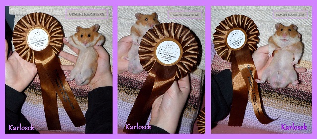 Karlos of Gemini Hamsters