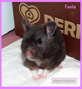 Fanta of Gemini Hamsters